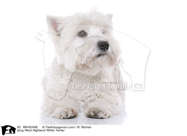 liegender West Highland White Terrier / lying West Highland White Terrier / RR-80486