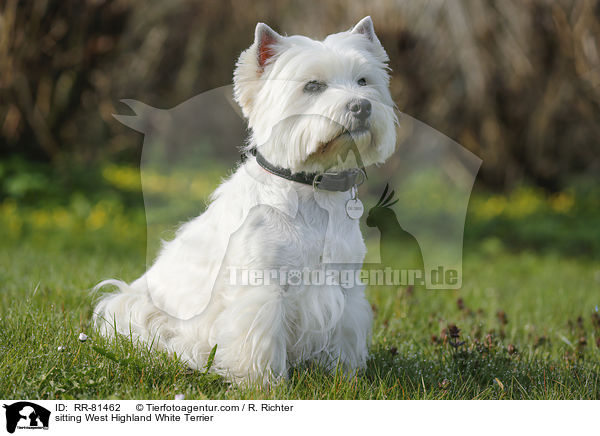 sitzender West Highland White Terrier / sitting West Highland White Terrier / RR-81462