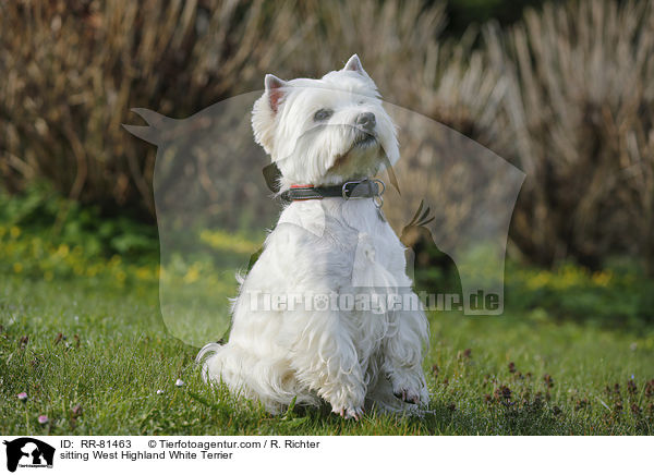 sitzender West Highland White Terrier / sitting West Highland White Terrier / RR-81463