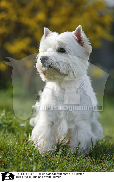 sitzender West Highland White Terrier / sitting West Highland White Terrier / RR-81464