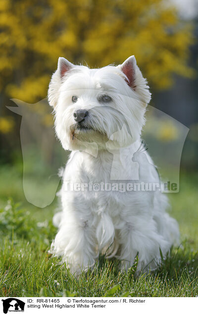 sitzender West Highland White Terrier / sitting West Highland White Terrier / RR-81465