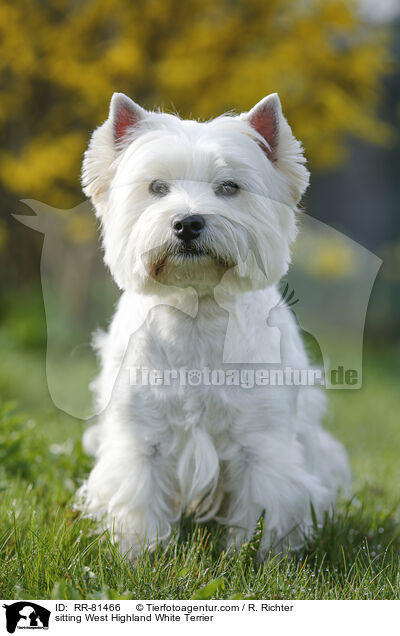 sitzender West Highland White Terrier / sitting West Highland White Terrier / RR-81466