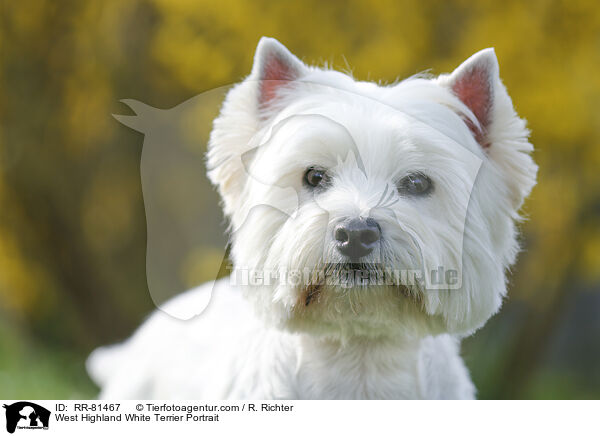 West Highland White Terrier Portrait / West Highland White Terrier Portrait / RR-81467
