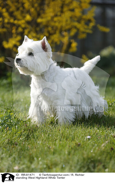 stehender West Highland White Terrier / standing West Highland White Terrier / RR-81471