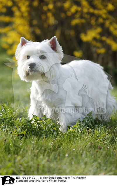 stehender West Highland White Terrier / standing West Highland White Terrier / RR-81472