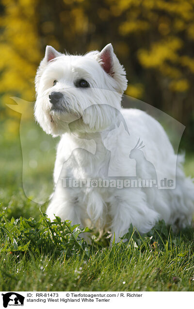 stehender West Highland White Terrier / standing West Highland White Terrier / RR-81473