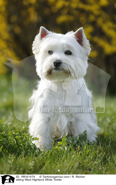 sitzender West Highland White Terrier / sitting West Highland White Terrier / RR-81474
