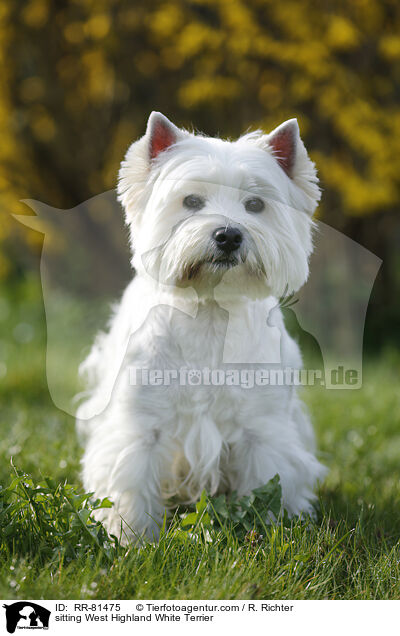 sitzender West Highland White Terrier / sitting West Highland White Terrier / RR-81475