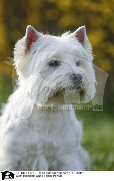 West Highland White Terrier Portrait / West Highland White Terrier Portrait / RR-81476