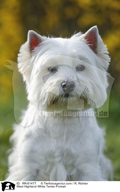 West Highland White Terrier Portrait / West Highland White Terrier Portrait / RR-81477