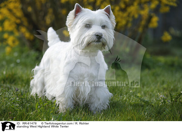 stehender West Highland White Terrier / standing West Highland White Terrier / RR-81478