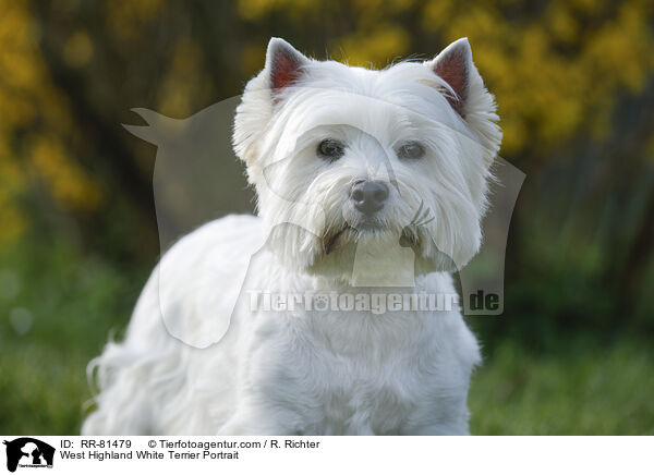 West Highland White Terrier Portrait / West Highland White Terrier Portrait / RR-81479