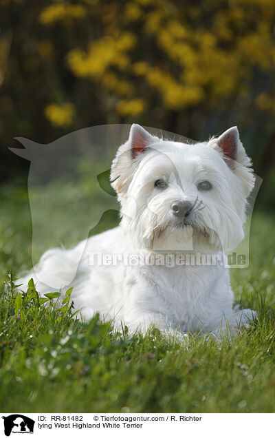 liegender West Highland White Terrier / lying West Highland White Terrier / RR-81482