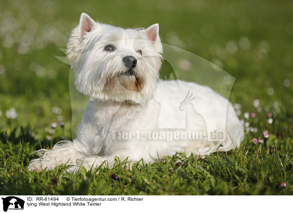 liegender West Highland White Terrier / lying West Highland White Terrier / RR-81494