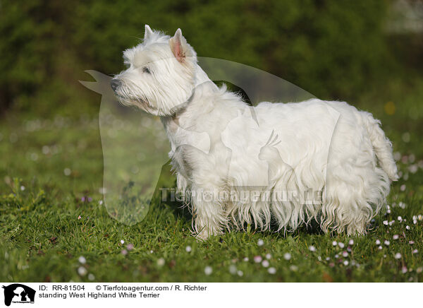 stehender West Highland White Terrier / standing West Highland White Terrier / RR-81504