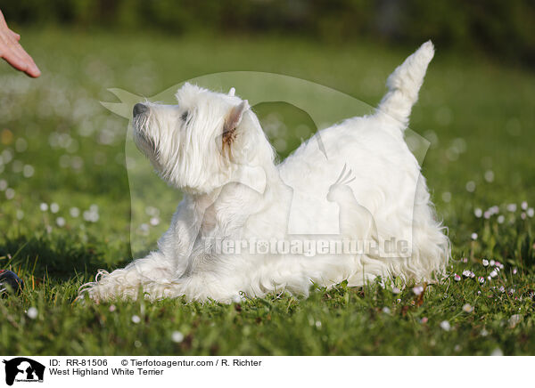 West Highland White Terrier / West Highland White Terrier / RR-81506
