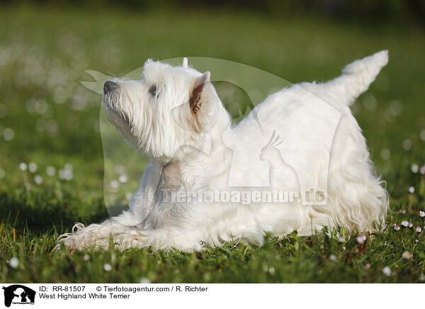 West Highland White Terrier / West Highland White Terrier / RR-81507