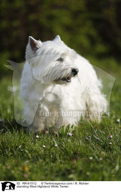 stehender West Highland White Terrier / standing West Highland White Terrier / RR-81512