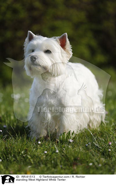 stehender West Highland White Terrier / standing West Highland White Terrier / RR-81513