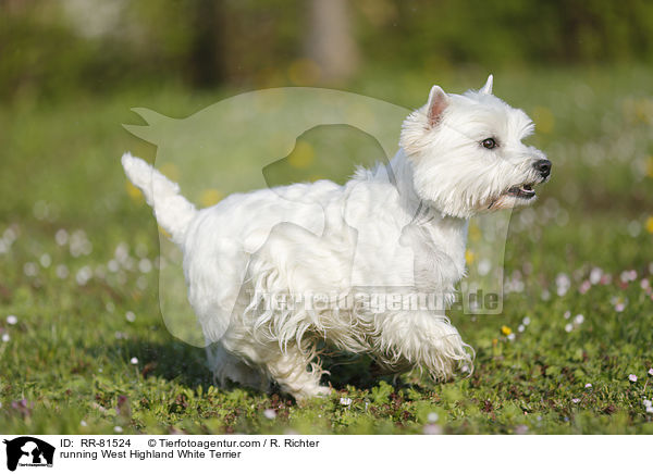 rennender West Highland White Terrier / running West Highland White Terrier / RR-81524