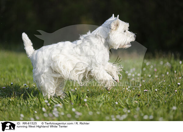 rennender West Highland White Terrier / running West Highland White Terrier / RR-81525