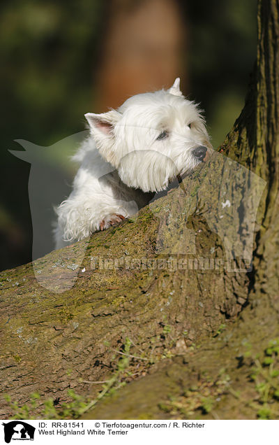 West Highland White Terrier / RR-81541