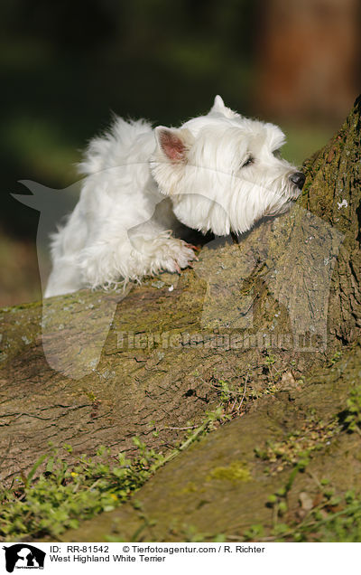 West Highland White Terrier / RR-81542