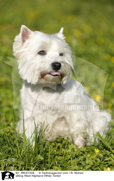 sitting West Highland White Terrier / RR-81556