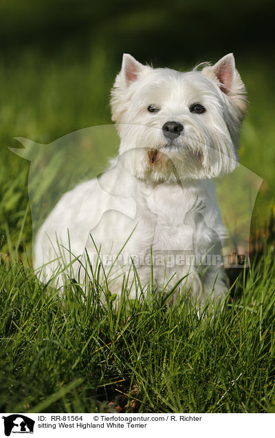 sitzender West Highland White Terrier / sitting West Highland White Terrier / RR-81564