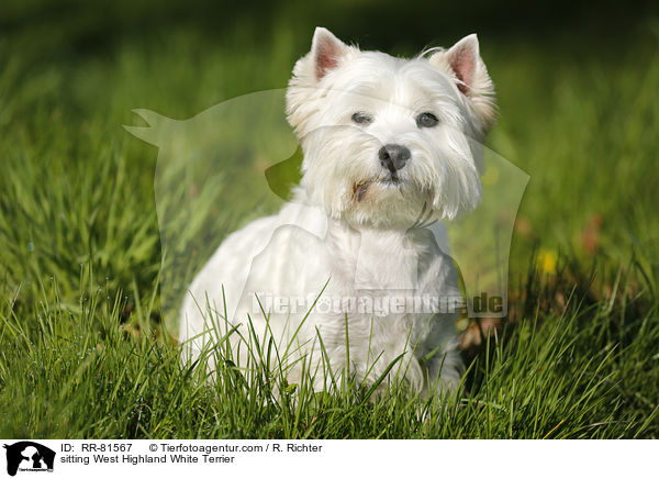 sitzender West Highland White Terrier / sitting West Highland White Terrier / RR-81567