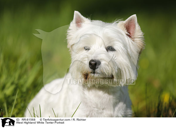 West Highland White Terrier Portrait / West Highland White Terrier Portrait / RR-81568