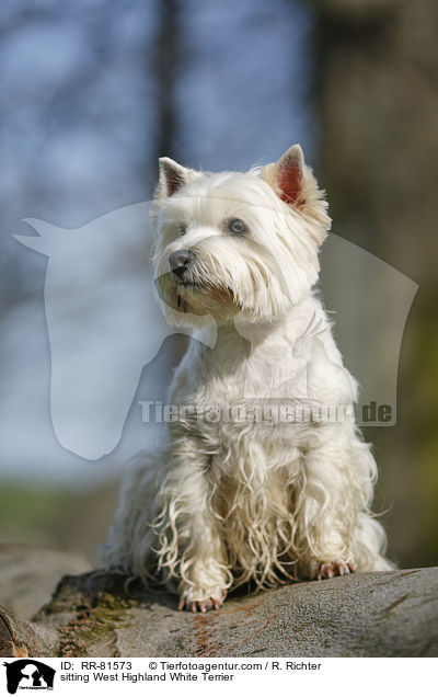 sitting West Highland White Terrier / RR-81573