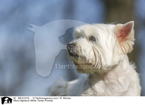 West Highland White Terrier Portrait / West Highland White Terrier Portrait / RR-81578