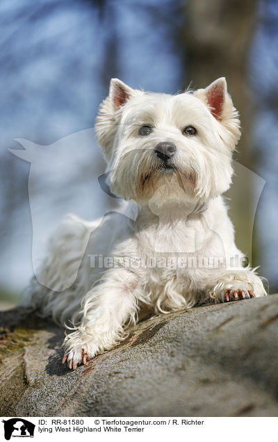 liegender West Highland White Terrier / lying West Highland White Terrier / RR-81580