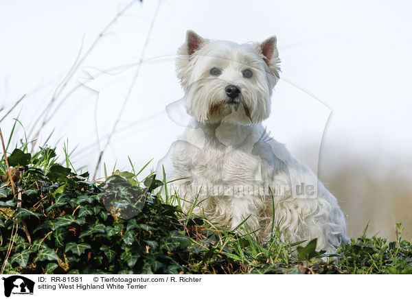 sitting West Highland White Terrier / RR-81581