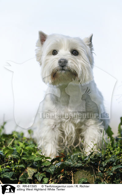 sitting West Highland White Terrier / RR-81585