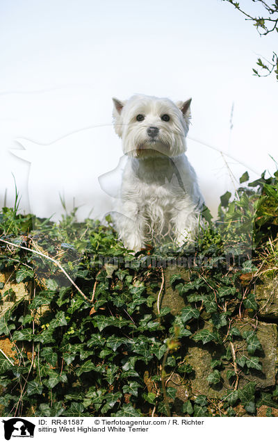 sitting West Highland White Terrier / RR-81587