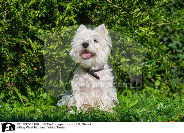 sitting West Highland White Terrier / SST-16166