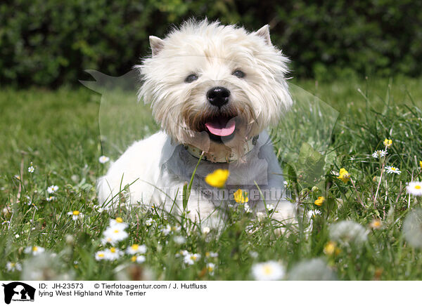 liegender West Highland White Terrier / lying West Highland White Terrier / JH-23573