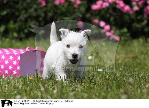 West Highland White Terrier Welpe / West Highland White Terrier Puppy / JH-23581