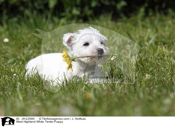 West Highland White Terrier Welpe / West Highland White Terrier Puppy / JH-23584