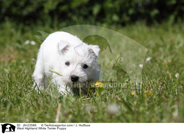 West Highland White Terrier Welpe / West Highland White Terrier Puppy / JH-23586
