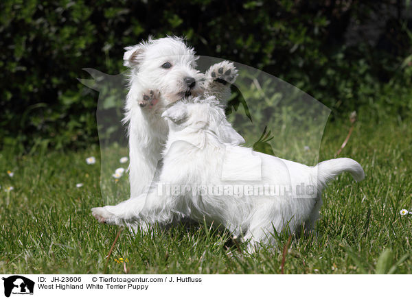 West Highland White Terrier Welpe / West Highland White Terrier Puppy / JH-23606