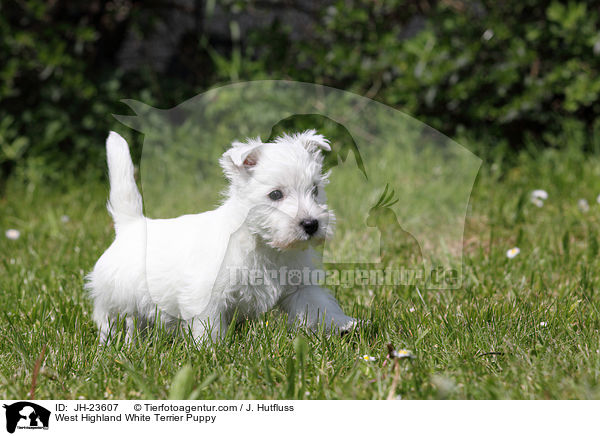 West Highland White Terrier Welpe / West Highland White Terrier Puppy / JH-23607