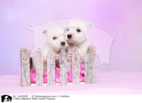 2 West Highland White Terrier Welpen / 2 West Highland White Terrier Puppies / JH-23635