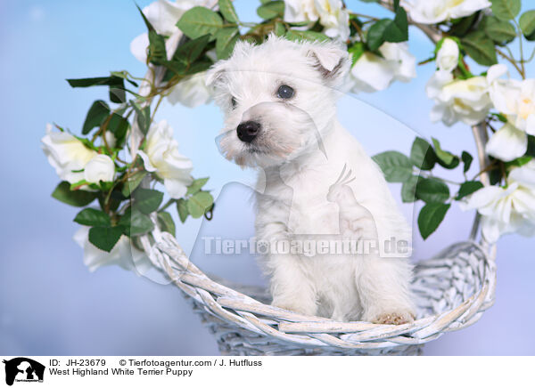 West Highland White Terrier Welpe / West Highland White Terrier Puppy / JH-23679