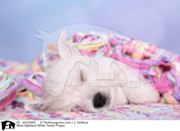 West Highland White Terrier Welpe / West Highland White Terrier Puppy / JH-23695