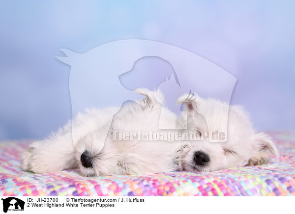 2 West Highland White Terrier Welpen / 2 West Highland White Terrier Puppies / JH-23700