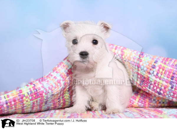 West Highland White Terrier Welpe / West Highland White Terrier Puppy / JH-23708