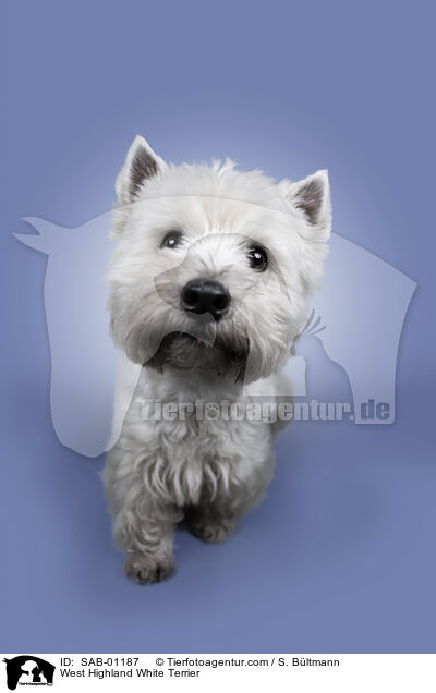 West Highland White Terrier / West Highland White Terrier / SAB-01187